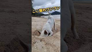 ここ掘れワンワン！