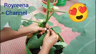 How to manage plant after cut the vegetables #royreena