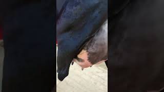 #Pdfa #champion #animals #cow #viral #trending #animallover #shortvideo #ytshorts