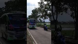 Telolet Basuri Bus Bestie No Comment Dewi Sri #travelojol #shorts #yearofyou #busmania #bus #telolet