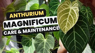 Anthurium Magnificum | Care & Maintenance #anthurium #magnificum #anthuriummagnificum #anthuriumcare