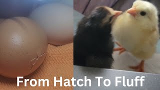 From Hatch To Fluff #chicksfirstday #chicksbrooding #chicks@Chickenchaos