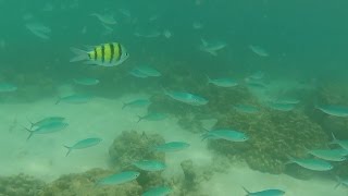 Koh Kradan & Koh Ngai snorkeling