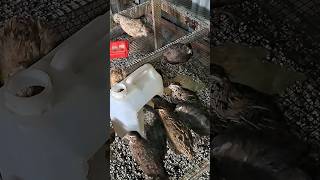 quails love water #shorts #feedshorts #quail #quailfarm