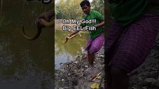 OMG | Giant EEL Fish 😱😱😱😱