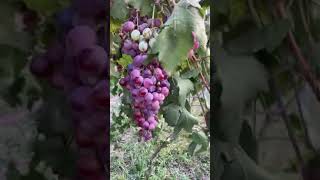 Grape season 2019