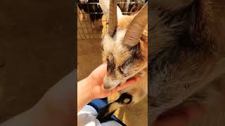 Meet the Cutest Goats at the Zoo Farm