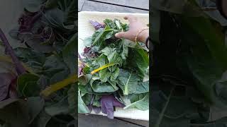 Organic Spinach harvest