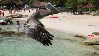 Акумаль Akumal Beach