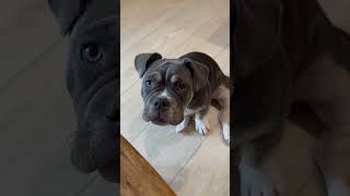 MICRO BULLY PUPPY || GOOD GIRL PEPPER || SO CUTE || FIVE MONTHS OLD