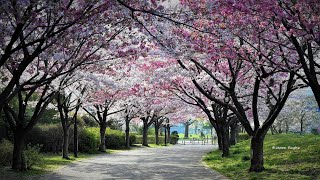 Beautiful Cherry(Sakura桜) Blossom 2022 (Edogawa ward,Tokyo)🌸🌸🌸