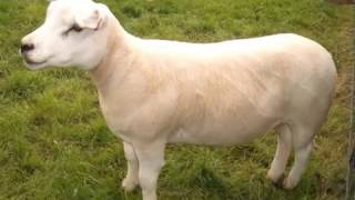 Texel sheep in summer 2016