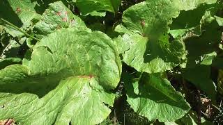 Le Rumex des Alpes, une Rhubarbe Sauvage Délicieuse - Munk's rhubarb, a Delicious Wild Rhubarb