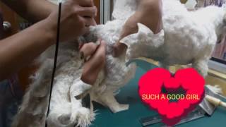 SHIH TZU " THE UNBREAKABLE MATTED COAT " GROOMING @ JY PET SALON