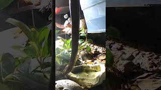 😮 🐍 Big female rainbow boa drinks from a little dish. #snake #bioactive #wow #nature #cute #shorts