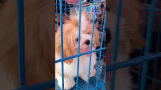 CUTE PUPPY | FOR SALE | GALIFF STREET PET MARKET, KOLKATA | DOG BABY | AUG 2023