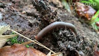 The Giant American Millipede | Missouri herping |