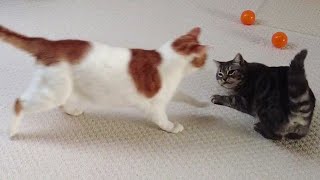 Failed Cat Surprise Attack