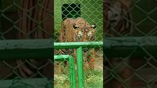 Tiger roaring in zoo || 🐅🐅🐅 ||