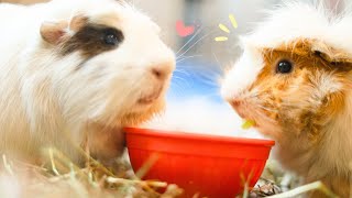 How to Make Homemade Fried Rice for Guinea Pigs!