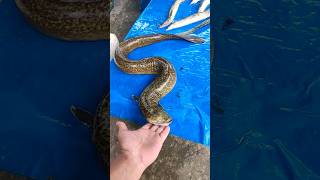 amazing fish, look like snake #shortsvideo #ytshorts #youtubeshorts #trending #animals