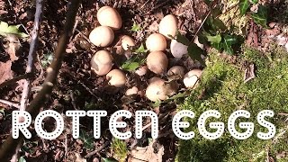 ROTTEN GUINEA FOWL EGGS?? | FARM FRIDAY #4