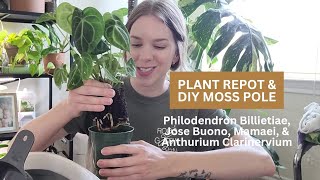 Plant Repot & DIY Moss Pole | Philodendron Billietiae, Jose Buono, Mamaei, & Anthurium Clarinervium