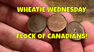 Wheatie Wednesday.  Hunting a $25 Box of Pennies for Wheats, Canadians, 2009s and More!