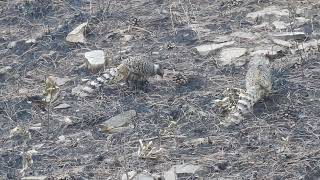 चीयर तीतर नर Ranikhet Almora Uttarakhand #viral #प्रकृति #birdslover #youtube #birdwatching #birds