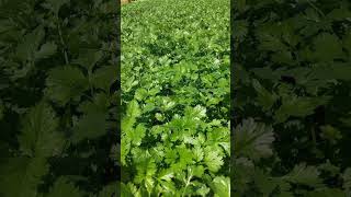 Dhani ka kheti🌿🌿🌿🌿🌿 ekadam Hariyali #short #video