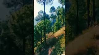 Ishqam | Nainital Uttarakhand #shorts #nature #nainital #travel #vlog #hills#forest#mountains#ishqam