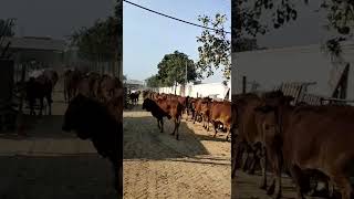 देसी गाय नूरमहल कामधेनु गौशाला #djjsbhajan #nurmahal #कामधेनु #kamdhenu #गाय #cow #cows #shorts