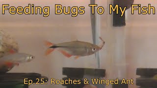 Feeding Bugs To My Fish ep.25: Roaches & Winged Ant