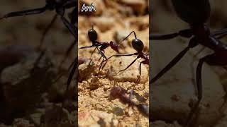 AwA PROMO Meat Ants (Iridomyrmex purpureus)