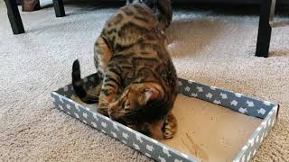 Bengal cat loves Cat-Nip