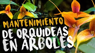 Mantenimiento de orquídeas en árboles  - por Andrés Maduro | Finca Dracula