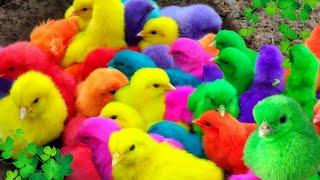 Tangkap Hewan Lucu,Ayam Warna Warni,Ayam Rainbow,Kelinci,Sapi Lucu,Kura Kura,Ikan Hias,Kucing Lucu