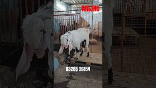 HYDERABADI GOAT🐐TOP QUALITY MALE ONLY FOR SHOW CONTACT NO.83285 26154 #goat#shortsviral#like#yt