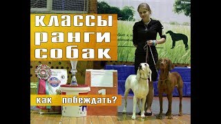 Что такое ВЫСТАВКА СОБАК? ч.2