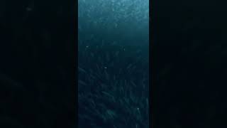 Sardines Synchronized Dance To Escape Predators | Indian Ocean Monsoon #shorts