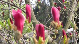 Розовая магнолия с большими бутонами #магнолия #бутон #Pink #magnolia with #big #buds