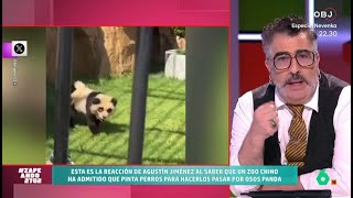 Agustín Jiménez, analiza el caso del zoo chino en el que pintaron perros de panda - Zapeando