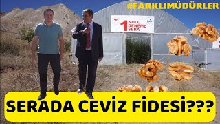 Farklı Müdürler Tortum (Serada Ceviz yetiştirilir mi ??)