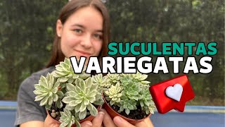 SUCULENTAS VARIEGATAS *estão perdendo variegação* | Greenhouse Suculentas