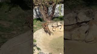 Tiger cub triplets' first swim at the Saint Louis Zoo