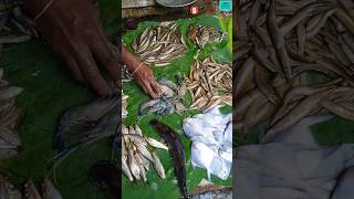 Exploring Various Types of Fish 🐠 Fish Lover Must Watch and Comment 🐟#shorts #ytshorts #fish