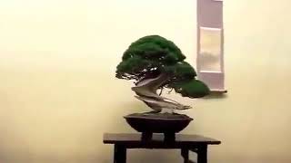 Japanese Exhibit of Bonsai's