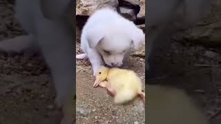 cute puppy helped the duckling to stand #puppy #duckling #youtubeshorts #@Ladyblue520