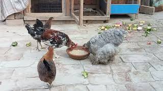 ہوم فارمینگ home hen farming.