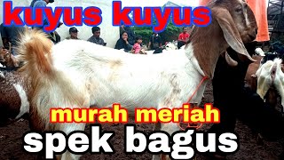 UPDET HARGA KAMBING HARI INI 9 Desember 2022